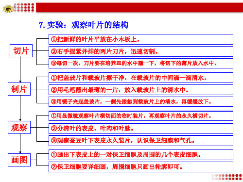7.实验：观察叶片的结构