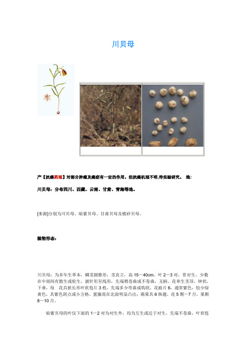 川贝母 文档