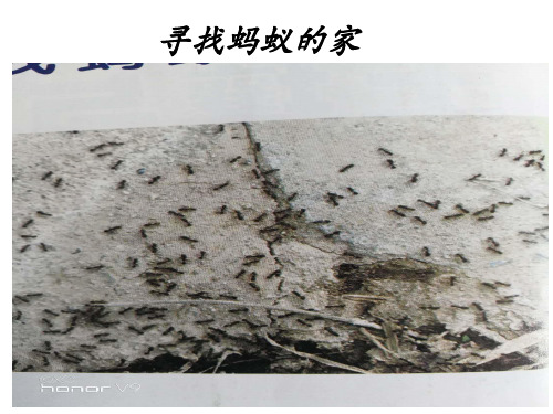 二年级下《7 寻找蚂蚁的家》 冀人版实用PPT