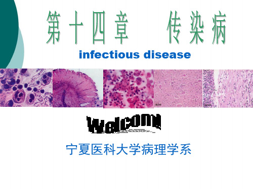 病理考试 结核病