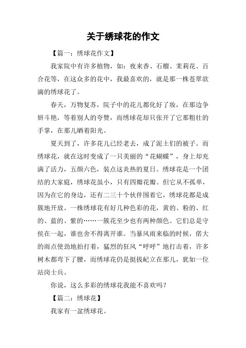 关于绣球花的作文