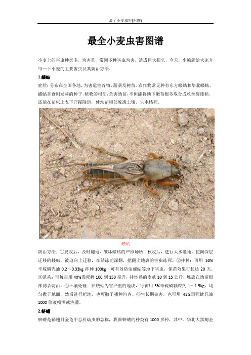 最全小麦虫害(附图)