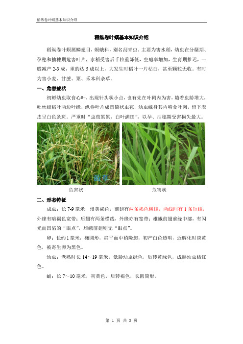 稻纵卷叶螟基本知识介绍