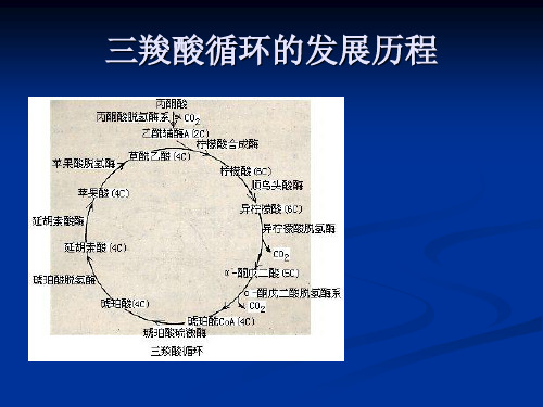 三羧酸循环的发展历程