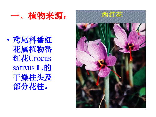 中药鉴定学西红花