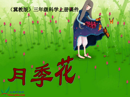 《凤仙花》课件