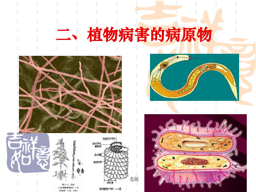 植物病害的病原物ppt课件