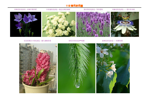 118种花的花语