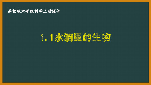 苏教版六年级科学上册第一单元《显微镜下的世界》全部课件(共4课时)