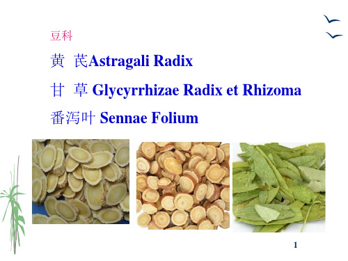 生药学_ 被子植物类生药_118 豆科(黄芪、甘草、番泻叶)_