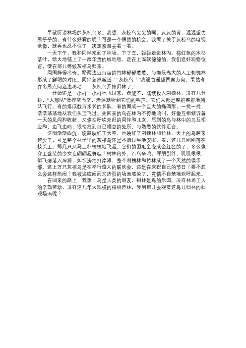 《灰椋鸟》课文原文免费范文