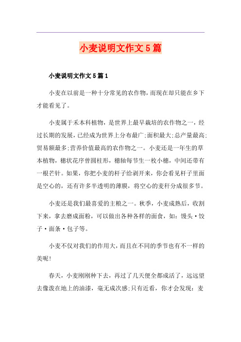 小麦说明文作文5篇