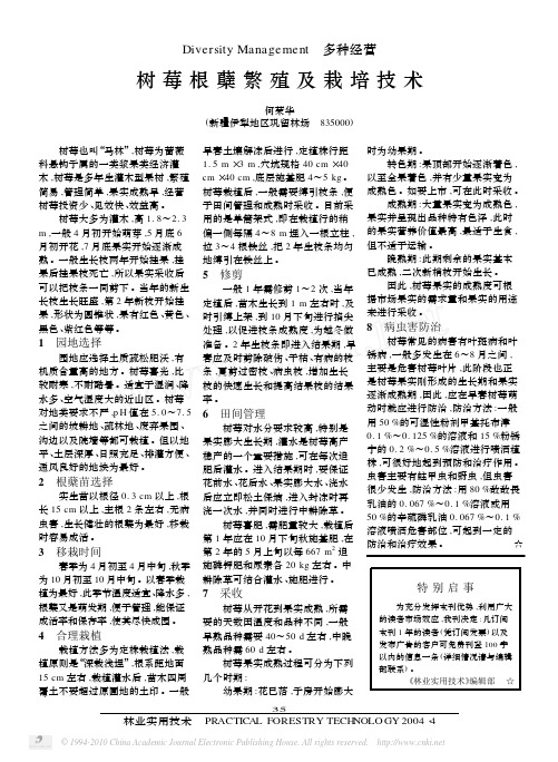 树莓根蘖繁殖及栽培技术