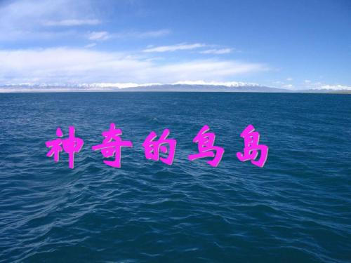 语文A版语文四上《神奇的鸟岛》ppt课件1