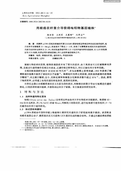 用根癌农杆菌介导获得籼稻转基因植株