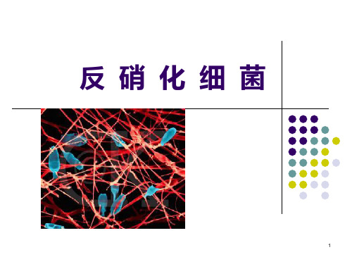 反硝化细菌