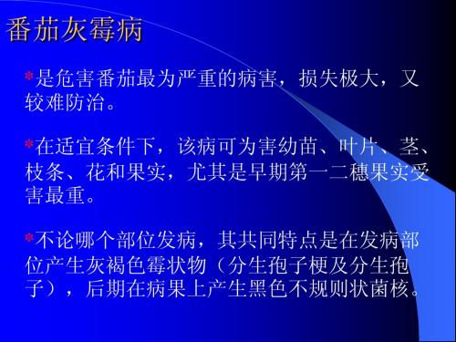 番茄灰霉病