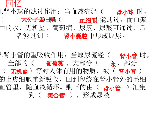 人体皮肤的排泄 PP课件