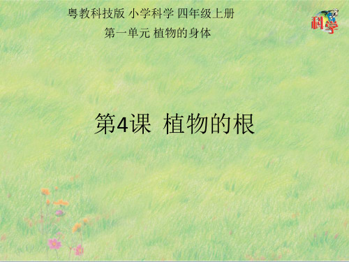 粤教版《植物的根》PPT1