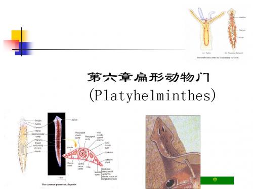 第六章 扁形动物门(1)