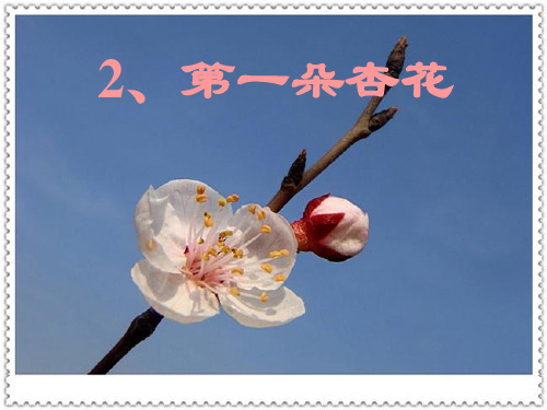 苏教版语文四下2、第一朵杏花