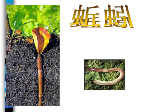 三年级科学上册《蚯蚓》的PPT课件