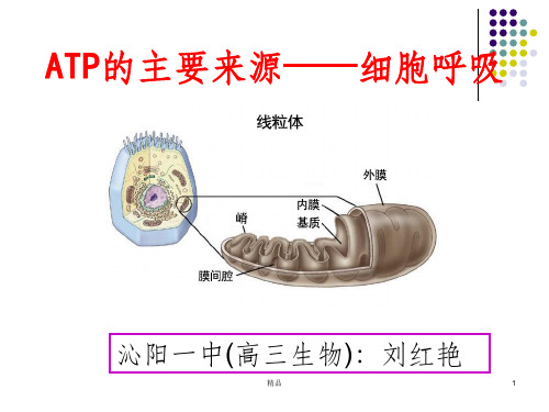 细胞呼吸完整ppt课件