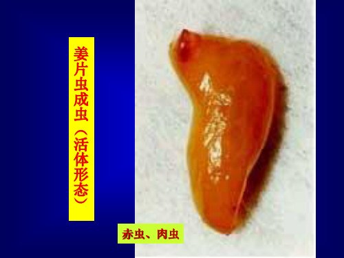 姜片虫