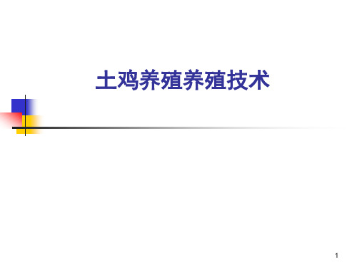 农家土鸡养殖技术幻灯片PPT(共13页)