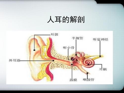 耳部结构医学PPT课件