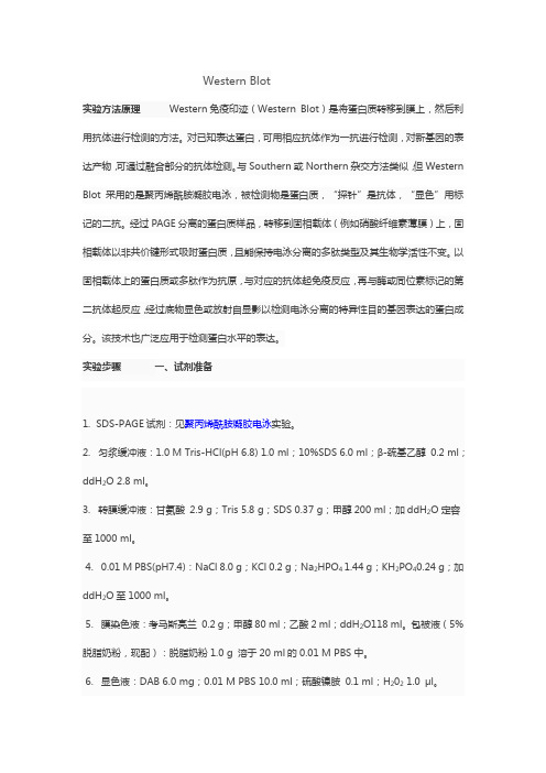 蛋白质免疫印迹Western Blot