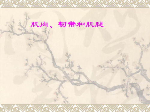 骨伤生物力学-肌肉、腱和韧带