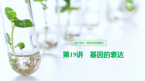 高三生物一轮复习精品课件： 基因的表达