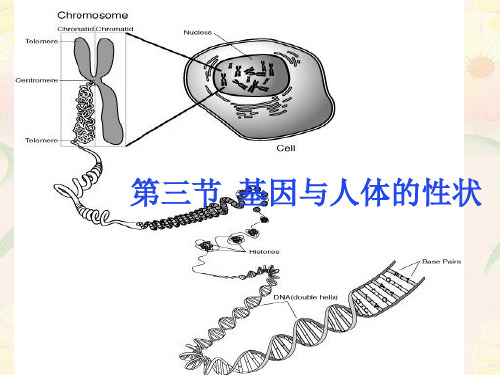 沪教版生物八年级第一册2.3.2 染色体与人体性别决定 课件 (1)