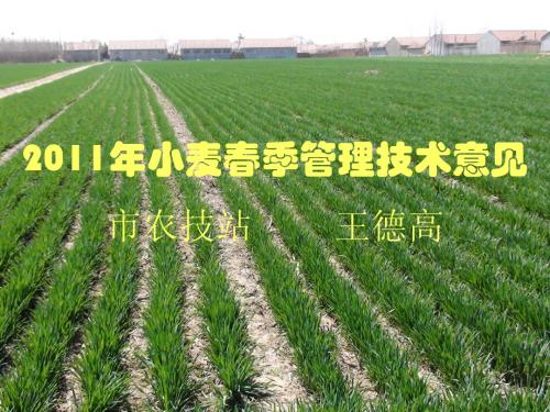 11年春季小麦管理