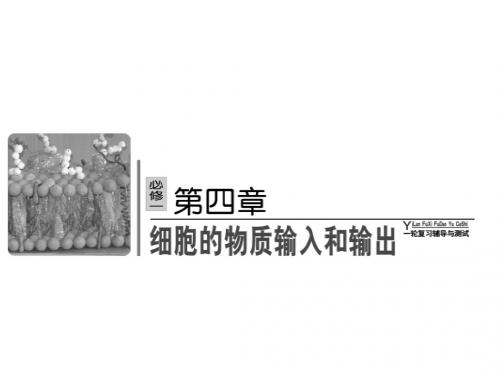 高考生物一轮复习课件必修一 第四章 细胞的物质输入和输出