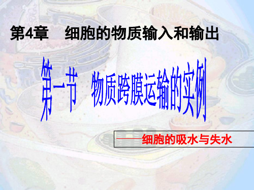 第4章  细胞的物质输入和输出《物质跨膜运输的实例》好