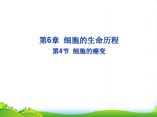 人教版高中生物必修1 6.4细胞的癌变 课件1 (共24张PPT)