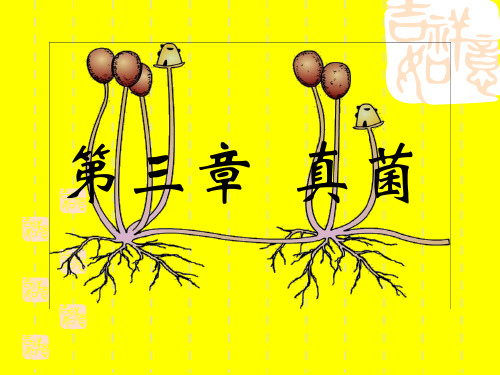 第三章真菌 66页