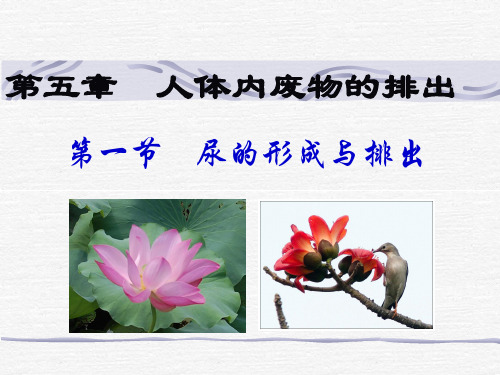 尿的形成和排出精品PPT课件