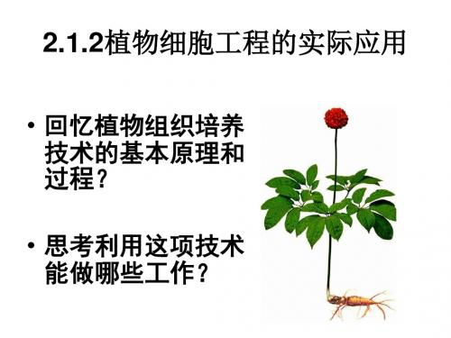2.1.2植物细胞工程的实际应用(共23张PPT)