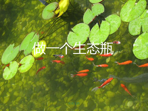 做一个生态瓶完成