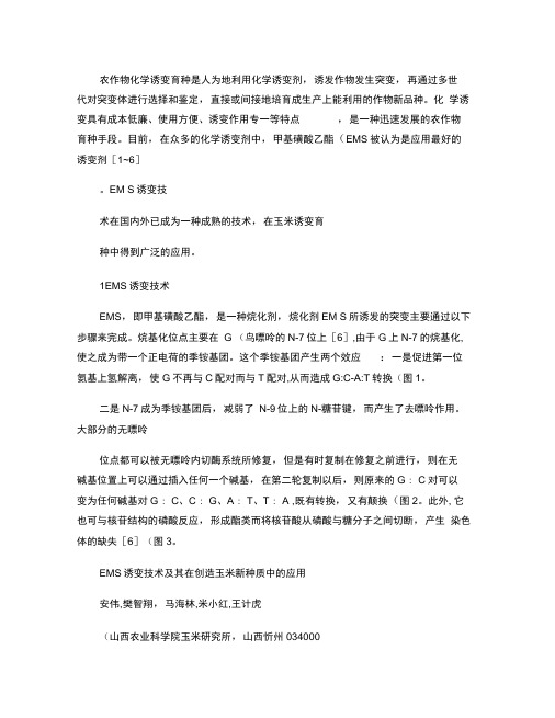 EMS诱变技术及其在创造玉米新种质中的应用精