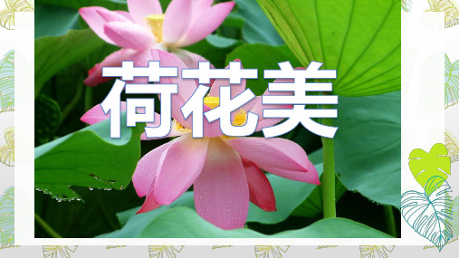 《荷花美》赣美版（江西版）小学三年级下册美术（第六册）教学课件 (32)