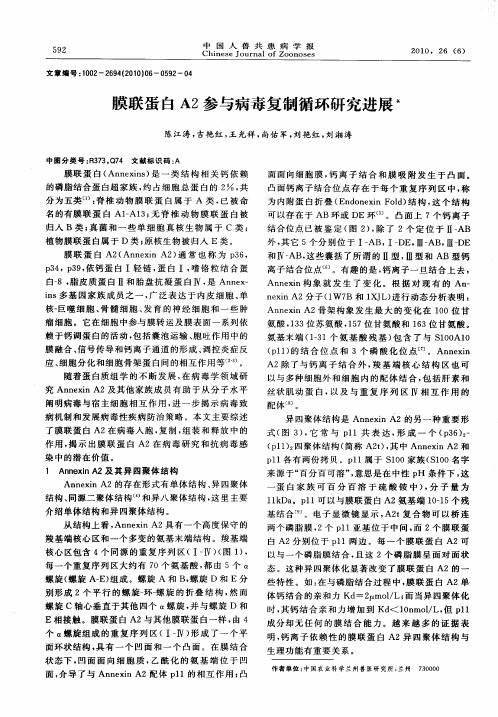 膜联蛋白A2参与病毒复制循环研究进展