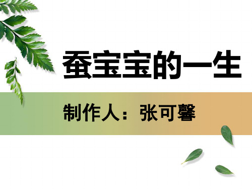 蚕宝宝的一生