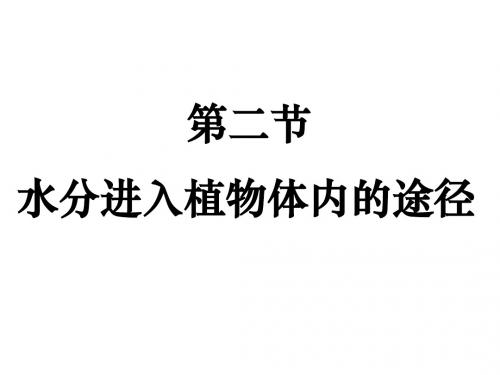 【初中生物】水分进入植物体内的途径PPT课件1