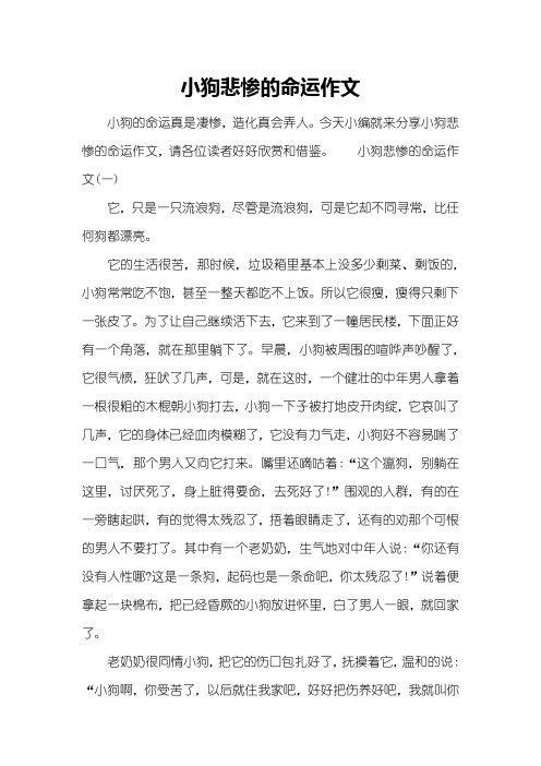 小狗悲惨的命运作文