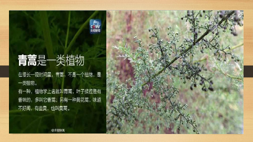 优良细胞系的建立与筛选