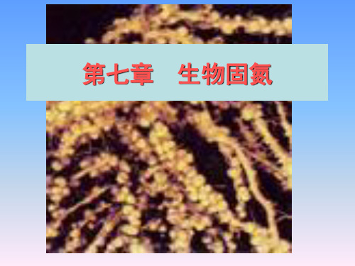 微生物生态学-7生物固氮